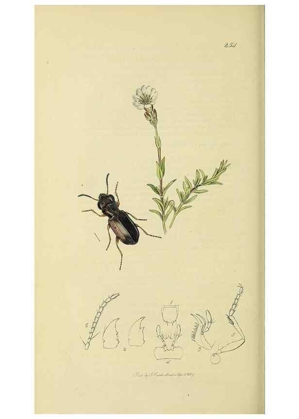Reproducción/Reproduction 36370144305: British entomology :. London,Printed for the author,1823-1840 [i.e. 1840].