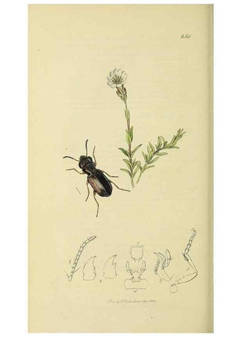 Reproducción/Reproduction 36370144305: British entomology :. London,Printed for the author,1823-1840 [i.e. 1840].