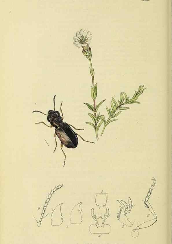 Reproducción/Reproduction 36370144305: British entomology :. London,Printed for the author,1823-1840 [i.e. 1840].