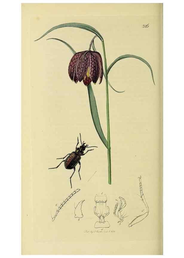 Reproducción/Reproduction 36370146385: British entomology :. London,Printed for the author,1823-1840 [i.e. 1840].