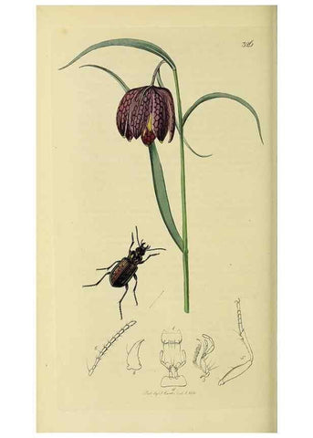 Reproducción/Reproduction 36370146385: British entomology :. London,Printed for the author,1823-1840 [i.e. 1840].