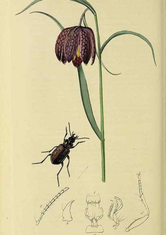 Reproducción/Reproduction 36370146385: British entomology :. London,Printed for the author,1823-1840 [i.e. 1840].