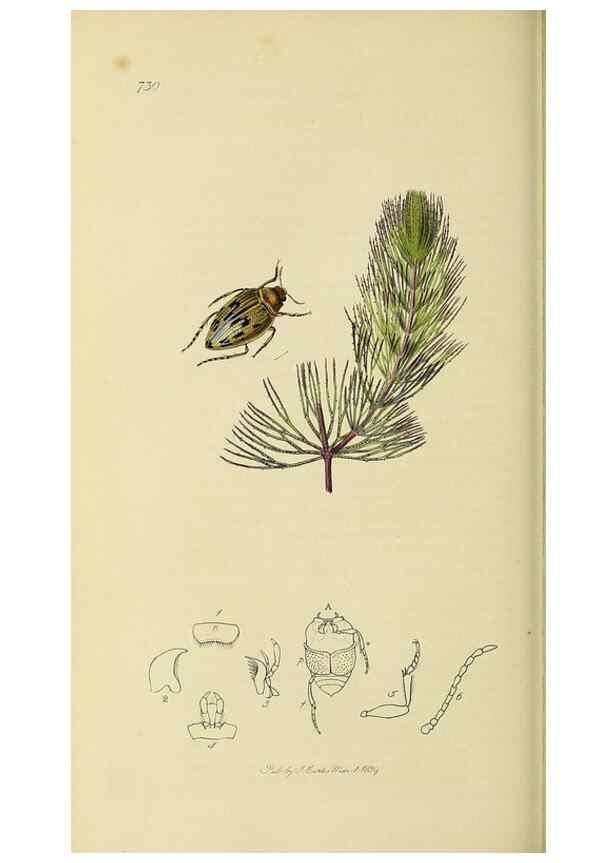 Reproducción/Reproduction 35561711553: British entomology :. London,Printed for the author,1823-1840 [i.e. 1840].