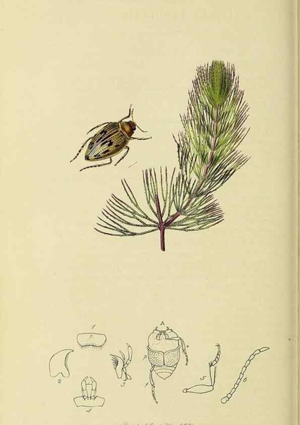 Reproducción/Reproduction 35561711553: British entomology :. London,Printed for the author,1823-1840 [i.e. 1840].
