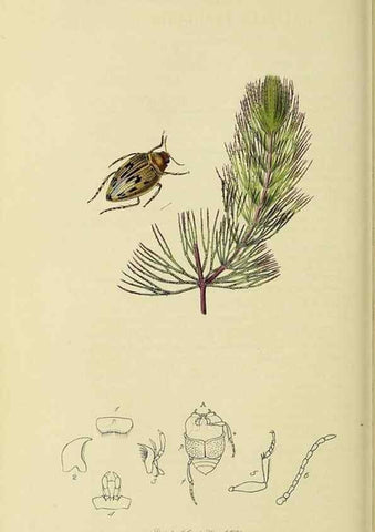 Reproducción/Reproduction 35561711553: British entomology :. London,Printed for the author,1823-1840 [i.e. 1840].