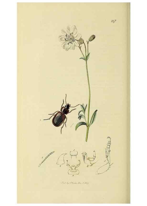 Reproducción/Reproduction 35561682303: British entomology :. London,Printed for the author,1823-1840 [i.e. 1840].