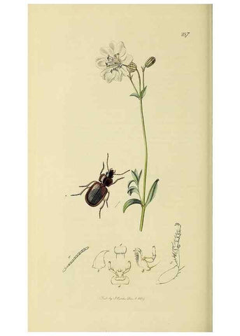Reproducción/Reproduction 35561682303: British entomology :. London,Printed for the author,1823-1840 [i.e. 1840].