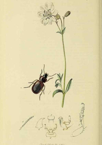 Reproducción/Reproduction 35561682303: British entomology :. London,Printed for the author,1823-1840 [i.e. 1840].