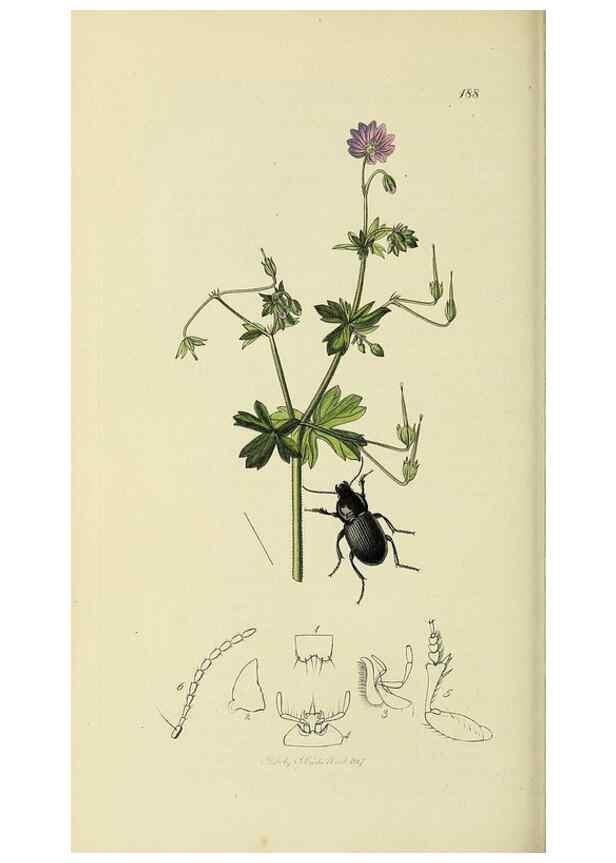 Reproducción/Reproduction 36201613822: British entomology :. London,Printed for the author,1823-1840 [i.e. 1840].