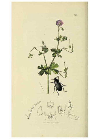Reproducción/Reproduction 36201613822: British entomology :. London,Printed for the author,1823-1840 [i.e. 1840].
