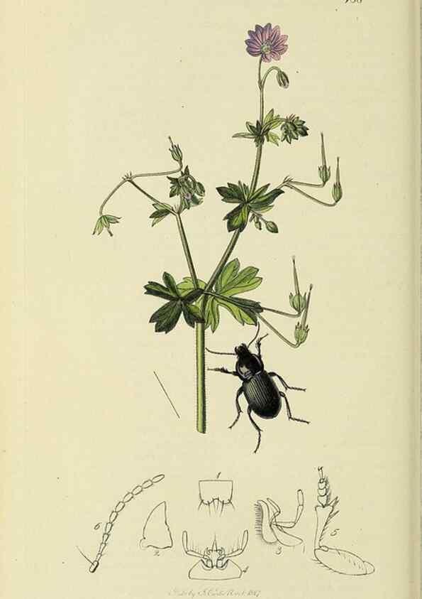 Reproducción/Reproduction 36201613822: British entomology :. London,Printed for the author,1823-1840 [i.e. 1840].