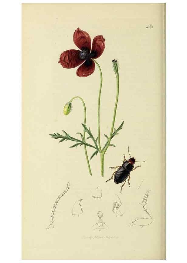 Reproducción/Reproduction 36201611382: British entomology :. London,Printed for the author,1823-1840 [i.e. 1840].
