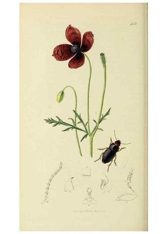 Reproducción/Reproduction 36201611382: British entomology :. London,Printed for the author,1823-1840 [i.e. 1840].