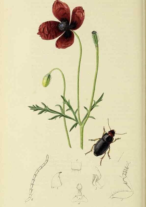 Reproducción/Reproduction 36201611382: British entomology :. London,Printed for the author,1823-1840 [i.e. 1840].