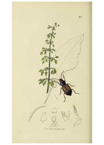 Reproducción/Reproduction 36201608222: British entomology :. London,Printed for the author,1823-1840 [i.e. 1840].
