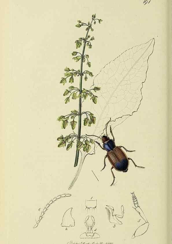 Reproducción/Reproduction 36201608222: British entomology :. London,Printed for the author,1823-1840 [i.e. 1840].