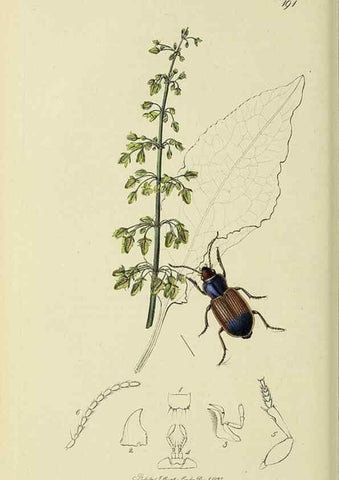 Reproducción/Reproduction 36201608222: British entomology :. London,Printed for the author,1823-1840 [i.e. 1840].