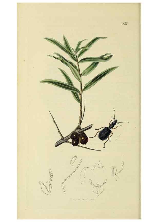 Reproducción/Reproduction 35561646863: British entomology :. London,Printed for the author,1823-1840 [i.e. 1840].