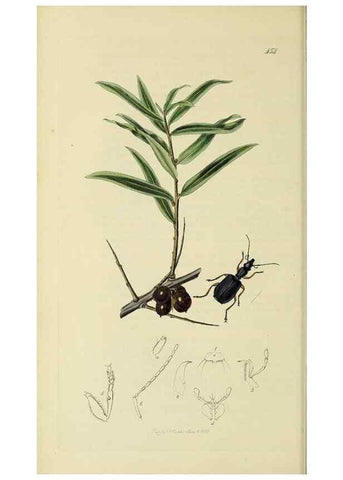 Reproducción/Reproduction 35561646863: British entomology :. London,Printed for the author,1823-1840 [i.e. 1840].