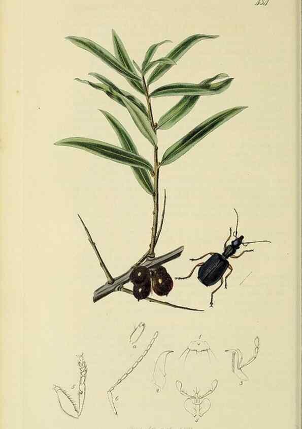 Reproducción/Reproduction 35561646863: British entomology :. London,Printed for the author,1823-1840 [i.e. 1840].