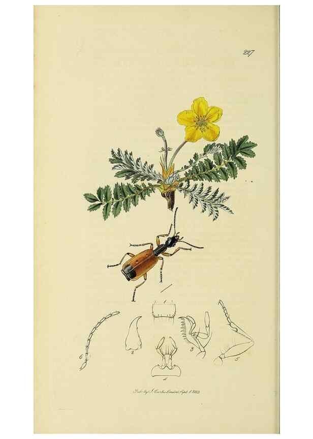 Reproducción/Reproduction 35561648913: British entomology :. London,Printed for the author,1823-1840 [i.e. 1840].
