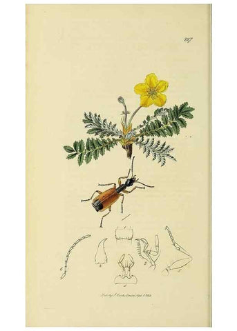 Reproducción/Reproduction 35561648913: British entomology :. London,Printed for the author,1823-1840 [i.e. 1840].