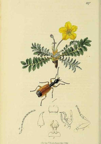 Reproducción/Reproduction 35561648913: British entomology :. London,Printed for the author,1823-1840 [i.e. 1840].