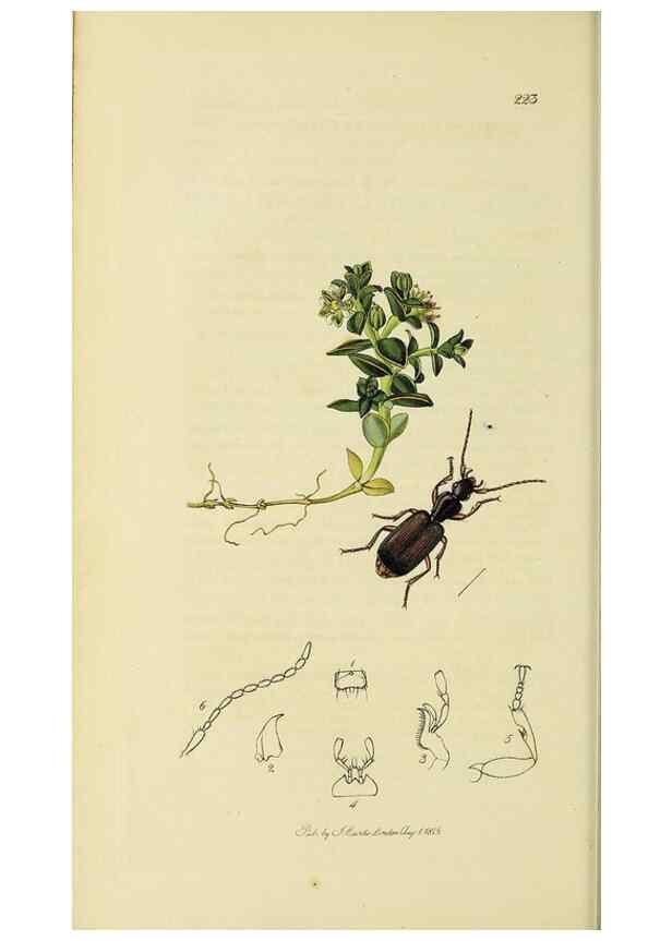Reproducción/Reproduction 35561651273: British entomology :. London,Printed for the author,1823-1840 [i.e. 1840].