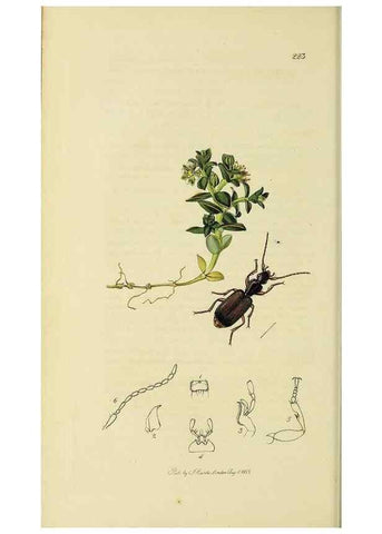 Reproducción/Reproduction 35561651273: British entomology :. London,Printed for the author,1823-1840 [i.e. 1840].