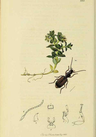 Reproducción/Reproduction 35561651273: British entomology :. London,Printed for the author,1823-1840 [i.e. 1840].