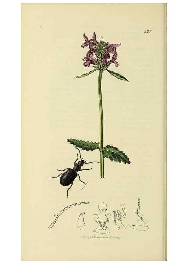 Reproducción/Reproduction 35561653193: British entomology :. London,Printed for the author,1823-1840 [i.e. 1840].