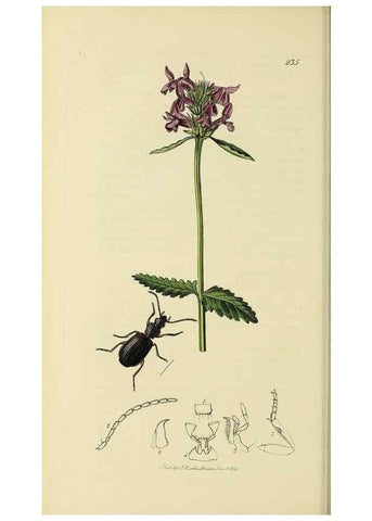 Reproducción/Reproduction 35561653193: British entomology :. London,Printed for the author,1823-1840 [i.e. 1840].