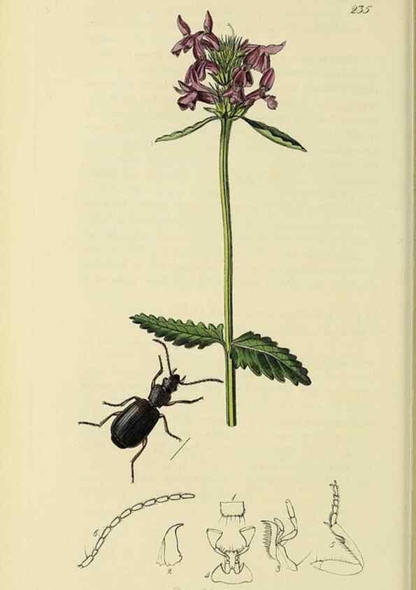 Reproducción/Reproduction 35561653193: British entomology :. London,Printed for the author,1823-1840 [i.e. 1840].