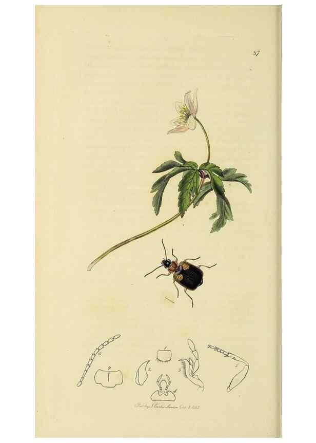 Reproducción/Reproduction 35973245730: British entomology :. London,Printed for the author,1823-1840 [i.e. 1840].