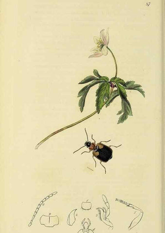 Reproducción/Reproduction 35973245730: British entomology :. London,Printed for the author,1823-1840 [i.e. 1840].