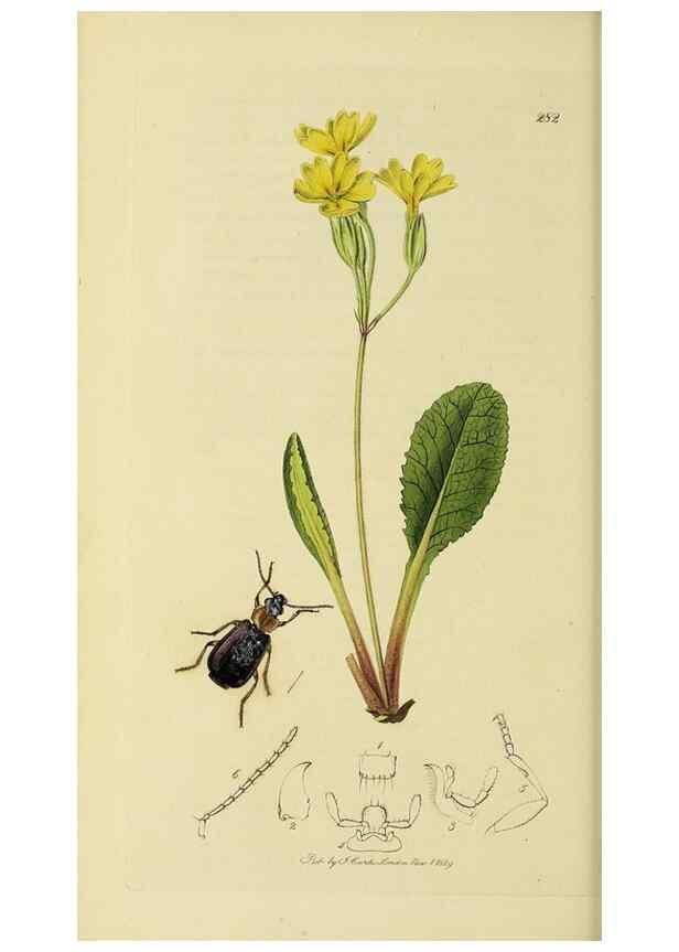 Reproducción/Reproduction 35973249180: British entomology :. London,Printed for the author,1823-1840 [i.e. 1840].