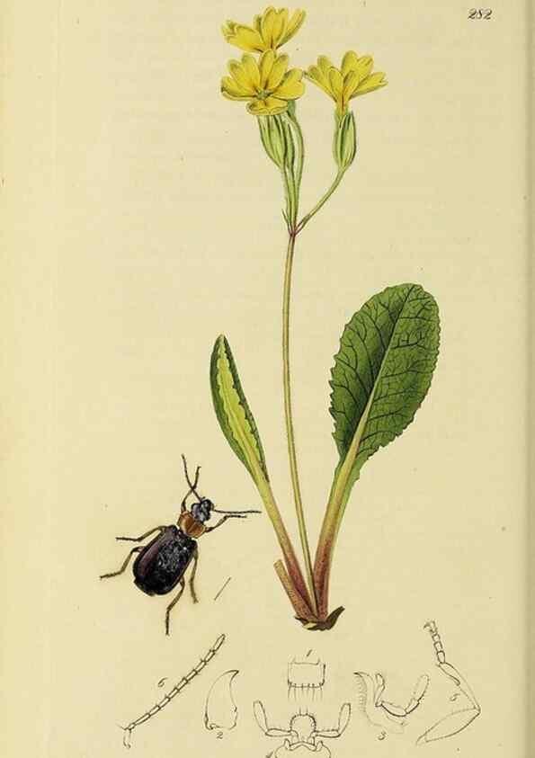 Reproducción/Reproduction 35973249180: British entomology :. London,Printed for the author,1823-1840 [i.e. 1840].