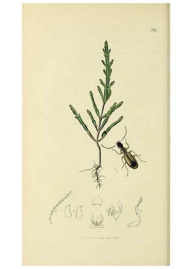 Reproducción/Reproduction 35973251700: British entomology :. London,Printed for the author,1823-1840 [i.e. 1840].