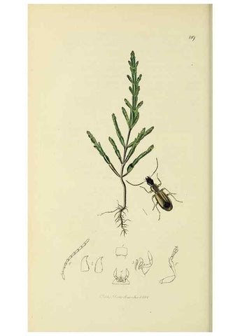Reproducción/Reproduction 35973251700: British entomology :. London,Printed for the author,1823-1840 [i.e. 1840].