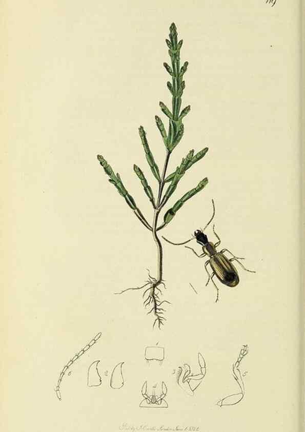 Reproducción/Reproduction 35973251700: British entomology :. London,Printed for the author,1823-1840 [i.e. 1840].