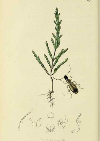 Reproducción/Reproduction 35973251700: British entomology :. London,Printed for the author,1823-1840 [i.e. 1840].