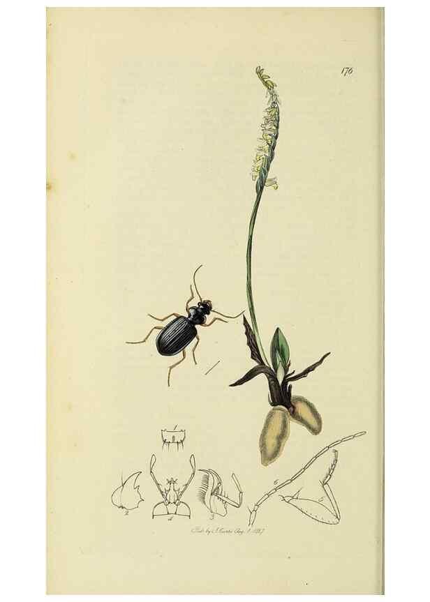 Reproducción/Reproduction 35561642003: British entomology :. London,Printed for the author,1823-1840 [i.e. 1840].