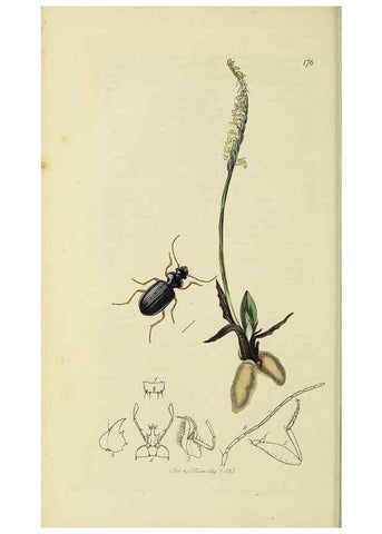 Reproducción/Reproduction 35561642003: British entomology :. London,Printed for the author,1823-1840 [i.e. 1840].