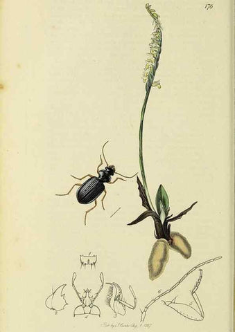 Reproducción/Reproduction 35561642003: British entomology :. London,Printed for the author,1823-1840 [i.e. 1840].