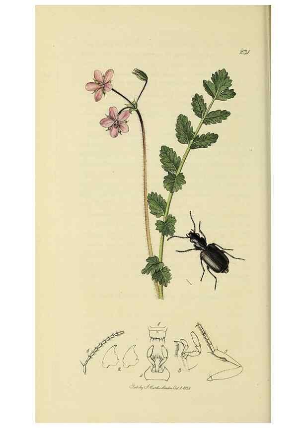 Reproducción/Reproduction 35973253700: British entomology :. London,Printed for the author,1823-1840 [i.e. 1840].