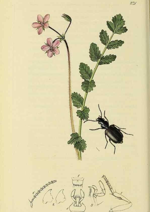 Reproducción/Reproduction 35973253700: British entomology :. London,Printed for the author,1823-1840 [i.e. 1840].