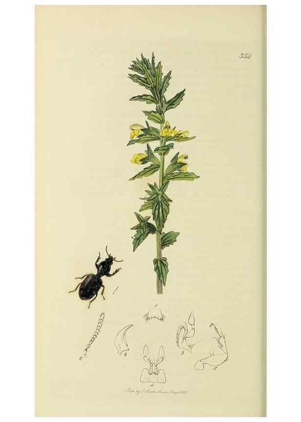 Reproducción/Reproduction 35973259060: British entomology :. London,Printed for the author,1823-1840 [i.e. 1840].