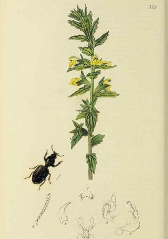 Reproducción/Reproduction 35973259060: British entomology :. London,Printed for the author,1823-1840 [i.e. 1840].