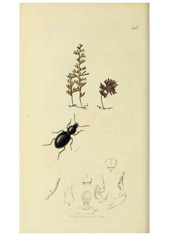 Reproducción/Reproduction 35973260520: British entomology :. London,Printed for the author,1823-1840 [i.e. 1840].