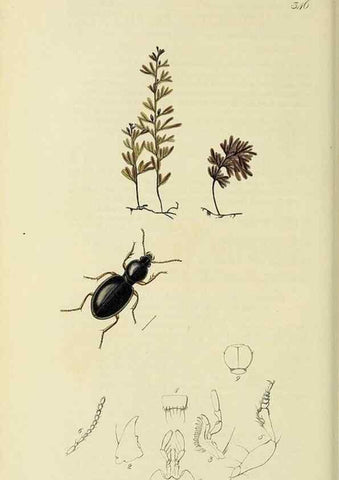 Reproducción/Reproduction 35973260520: British entomology :. London,Printed for the author,1823-1840 [i.e. 1840].